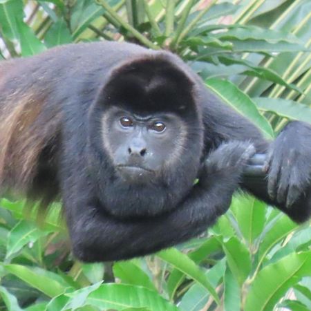 Sand Dollar Beach Bed&Breakfast Bocas del Toro Exterior foto