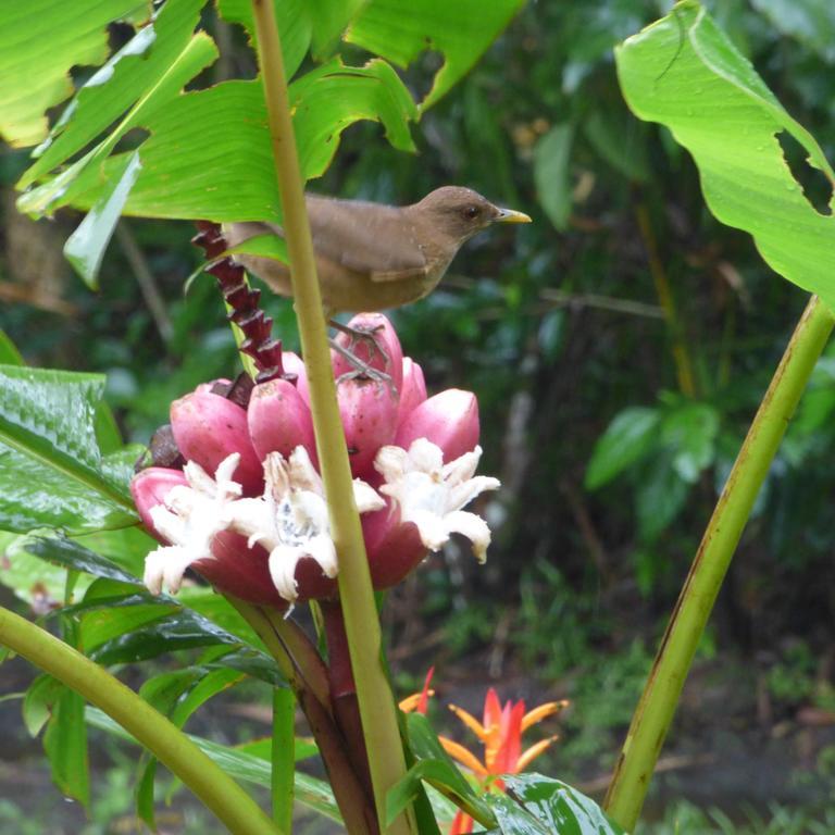Sand Dollar Beach Bed&Breakfast Bocas del Toro Exterior foto